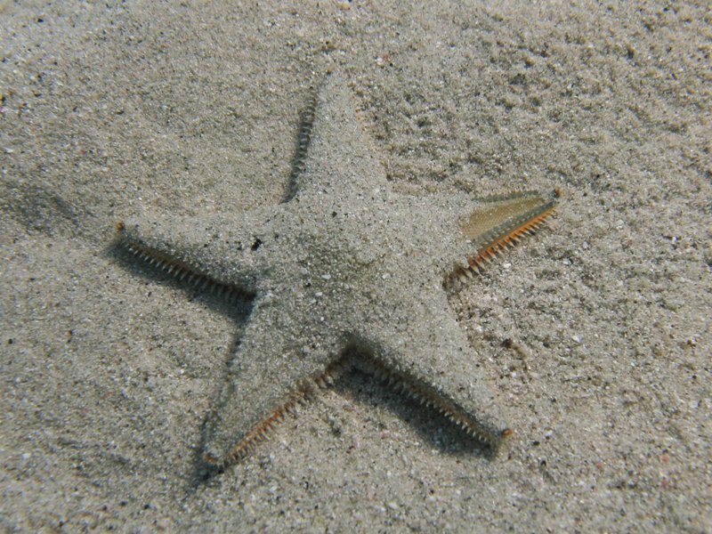 Astropecten jonstoni (Delle Chiaje, 1827)